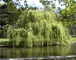 ��Le saule pleureur��